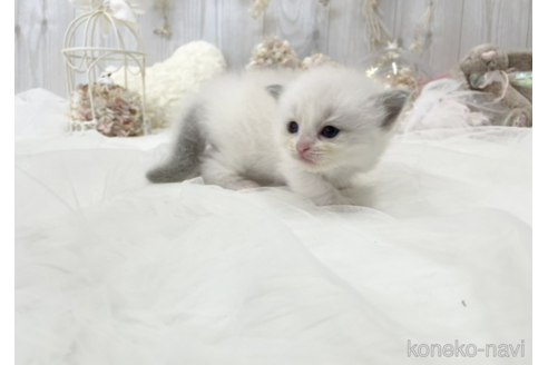 成約済の大阪府のラグドール-48164の3枚目